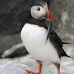puffin_atlantic_msi_v_1906_can3242.jpg